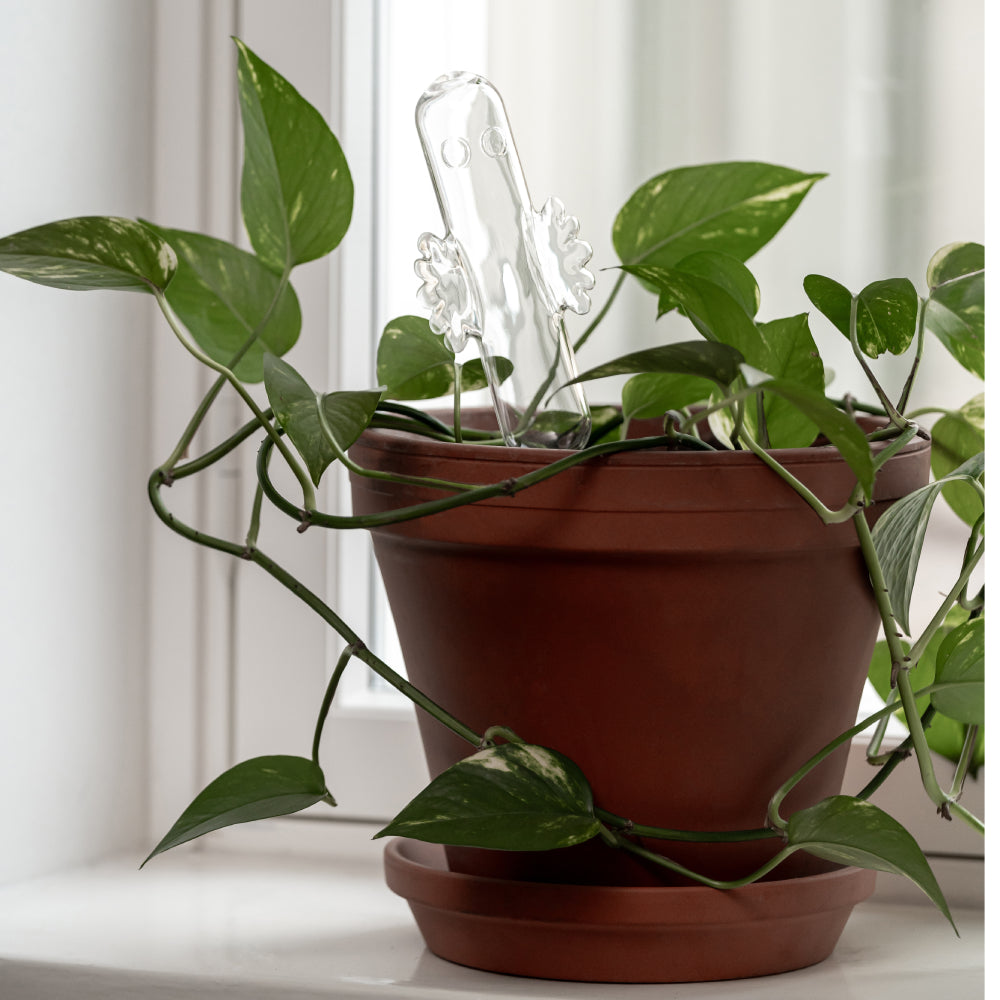 Hattifattener Watering Bulb - Muurla